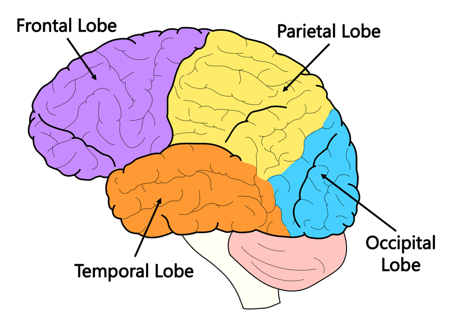 brain lobes